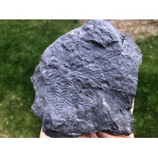 Senftenbergia plumosa